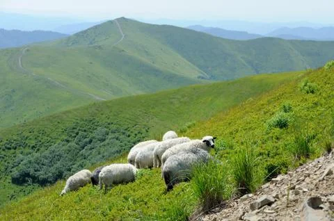 Sheep in mountain 스톡 사진