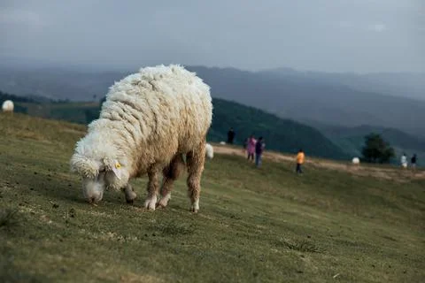 Sheep on mountain Stock Photos