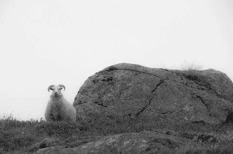 Sheep in the mountain Stock Photos