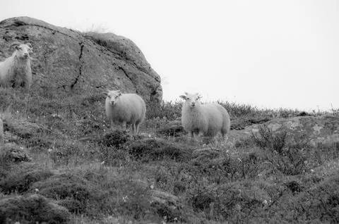 Sheep in the mountain Foto stock