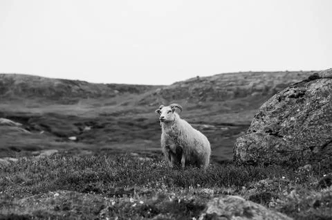 Sheep in the mountain Stock Photos
