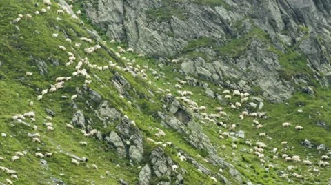 Sheep on mountain rocks Stock Footage 10821401