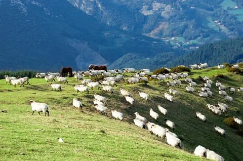 Sheep on mountain slope Stock Photos