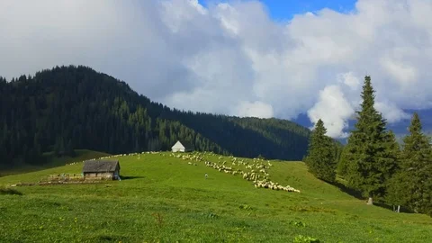 Sheep on the mountain valley Stock Footage 95843434