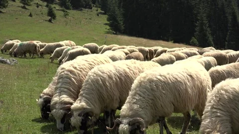 Sheep in Mountains, Farming, Herding Flock of Lambs, Goats Grazing Hill Shepherd Stock Footage 345156899
