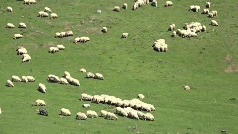 Sheep in Mountains, Farming, Herding Flock of Lambs, Goats Grazing Hill Shepherd Stock-Footage 346682007