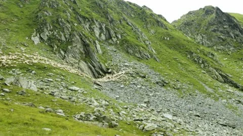 Sheep on mountains Video stock 8985045