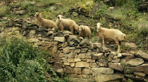 Sheep in the mountains. Stock Footage 52754969
