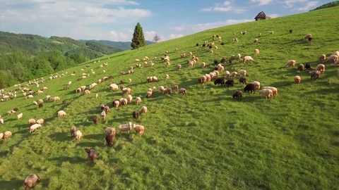 Sheep in mountains 库存影片 116252193