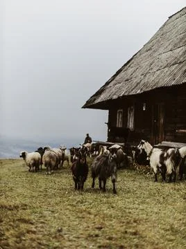 Sheep in the mountains. Herd of sheeps Stock Photos