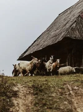 Sheep in the mountains. Herd of sheeps Stock Photos