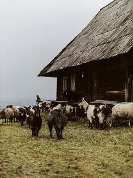 Sheep in the mountains. Herd of sheeps Stock Photos
