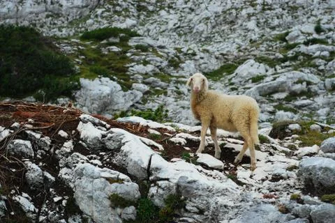 Sheep in the mountains I. 스톡 사진