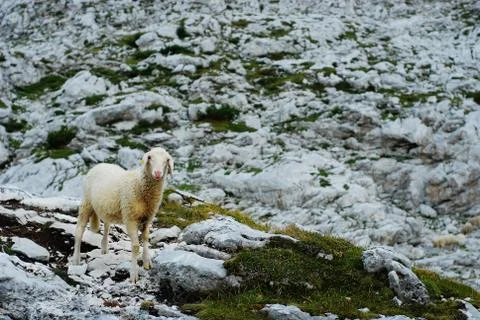Sheep in the mountains II. 스톡 사진