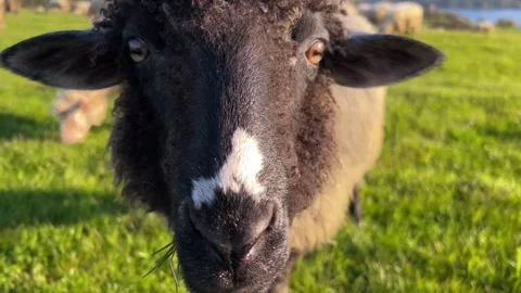 A sheep in the mountains looks at the camera and chews grass Stock Footage 289144615