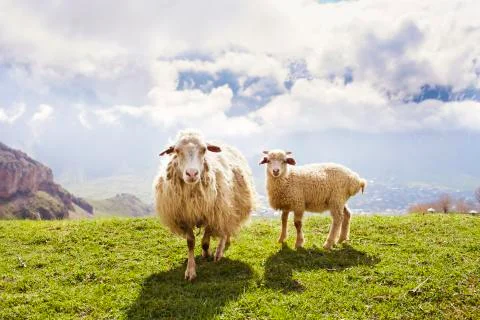 Sheep in the mountains Stock Photos