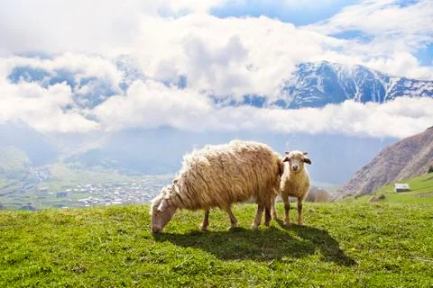 Sheep in the mountains Stock Photos