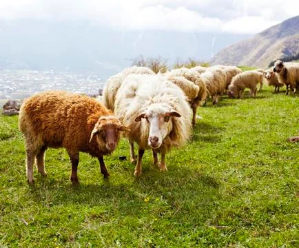Sheep in the mountains Stock Photos