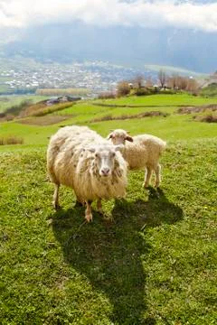 Sheep in the mountains Stock Photos