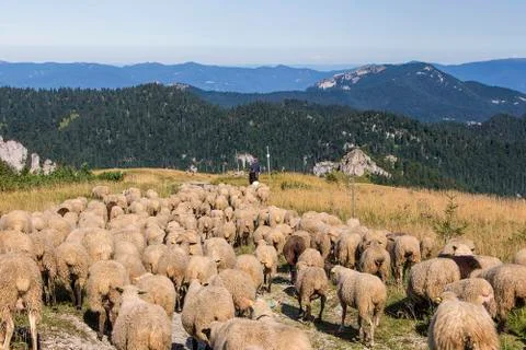 Sheep on mountains Stock-Fotos