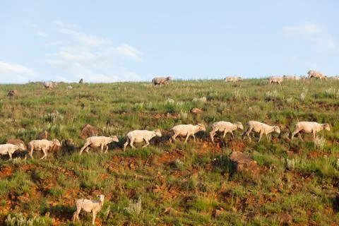Sheep Mountains Stock Photos