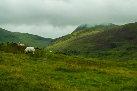 Sheep in mountains Stock Photos