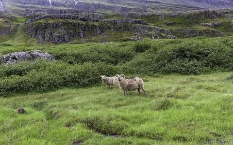 Sheep in the mountains Stock Photos