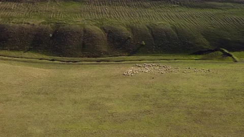 Sheep on the mountainside Stock Footage 237361854