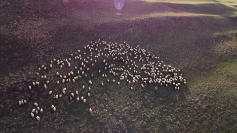 Sheep on the mountainside Stock Footage 238802157