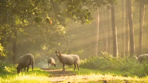 Sheep mourning sunray Video stock 270817278