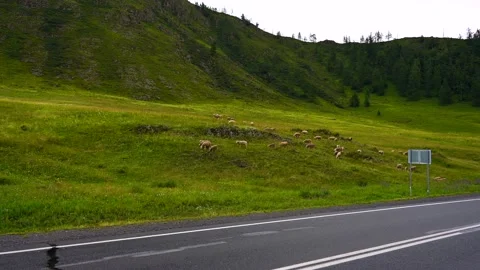 Sheep move on the mountain hills Stock Footage 204563529