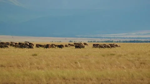 Sheep move slowly through vast dry field Stock Footage 346387725
