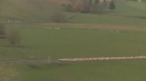 Sheep moving down road Video stock 11493083