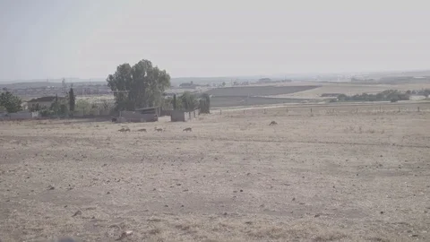 Sheep moving Stock Footage 77070839