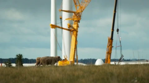 Sheep moving in front of Australian wind farm being constructed. Stock Footage 87253104