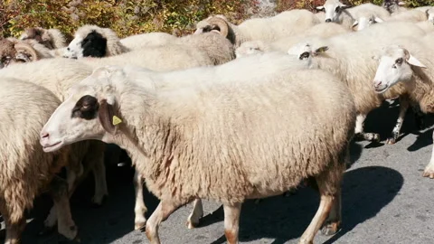Sheep moving on the road - flock of ewes, rams and lambs walking on asphalt Stock Footage 164618809