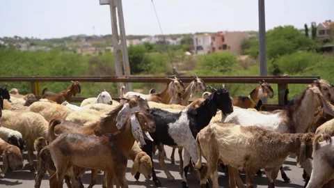 Sheep moving on road Stock Footage 237742880