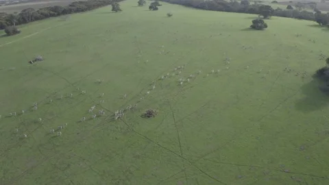 Sheep moving through a paddock Video stock 164597383