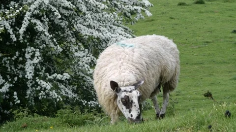 Sheep munching grass on hillside passed by walkers cotswolds uk Видео 63751319
