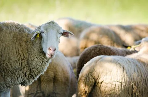 Sheep in nature Stock Photos