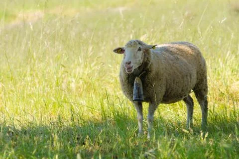 Sheep in nature Fotos Stock