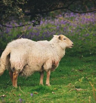 Sheep in nature Stock Photos