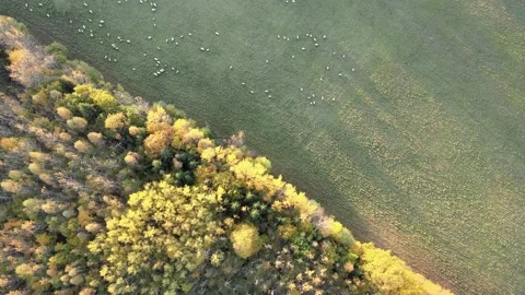 Sheep near forest Stock Footage 166410491