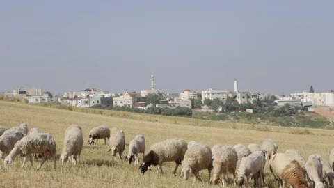 Sheep Near Rahat Stock Footage 102178605