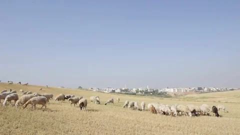 Sheep Near Rahat Stock Footage 102178618