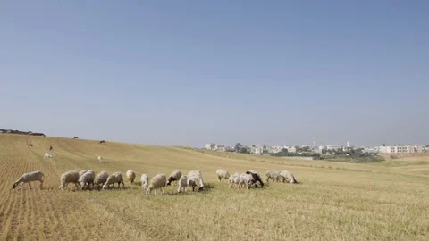 Sheep Near Rahat Stock Footage 102178632