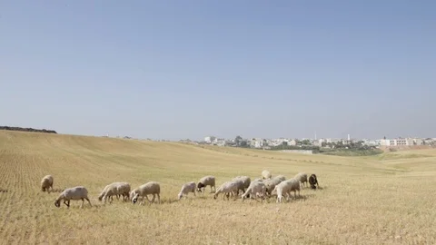 Sheep Near Rahat Stock Footage 102178645