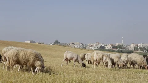 Sheep Near Rahat Stock Footage 102178661