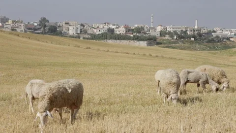 Sheep Near Rahat Stock Footage 102178674