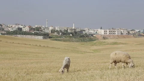 Sheep Near Rahat Stock Footage 102178689